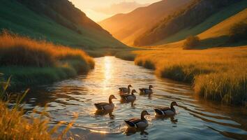 Ducks Swim River Valley Landscape photo