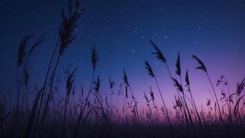 Grass Field Under Starry Night Sky photo