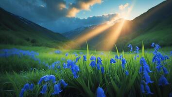 Bluebell Flower Meadow at Sunrise in Valley photo