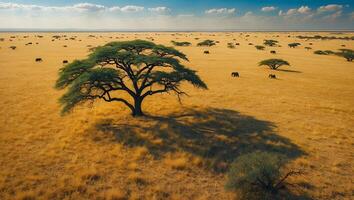 Savanna Tree with Elephant in African Landscape photo