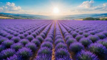 Lavender Field Landscape with Sky and Sun photo