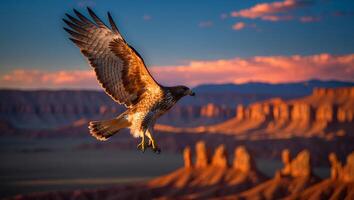 Hawk Flying Over Desert Landscape at Sunset photo