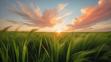 Field of Grass with Sunset and Clouds photo
