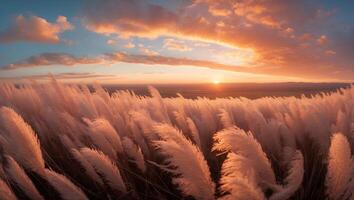 Grass Field at Sunset photo