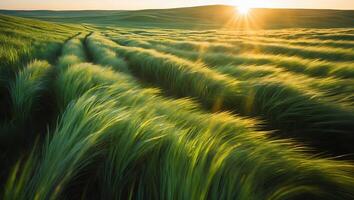 Green Grass Field in a Sunny Landscape photo