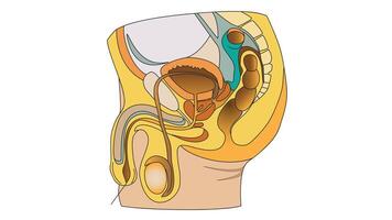 Detailed illustration of the human urinary and reproductive systems combined, showing key internal organs and structures in both systems for educational and anatomical reference vector