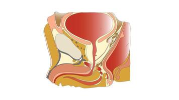 illustration of the human urinary and reproductive systems combined, showing key internal organs and structures vector