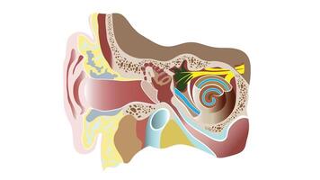 Educational illustration of the human ear anatomy showing the outer, middle, and inner ear structures including the eardrum, cochlea, and auditory canal for scientific and medical reference vector