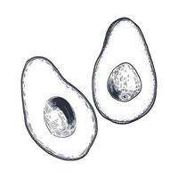 Hand drawn black and white illustration of sliced avocado. Two halves, one with pit, one without. Vintage engraving style. Perfect for menus, food packaging vector