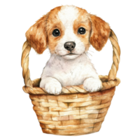 Puppy in a wicker basket on transparent background. png