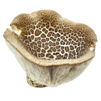 Mushroom close up view on transparent background. png