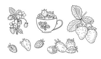 Hand drawn set of strawberries, leaves, flowers and a teacup with berries in a vintage sketch style. This illustration conveys the concept of organic food, summer harvest and botanical elements vector