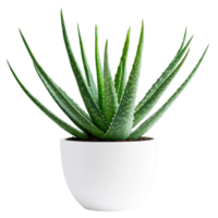 Aloe vera plant in pot on transparent background png