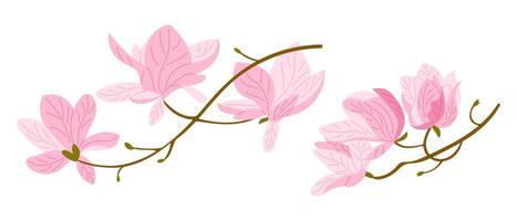Hand drawn illustration of magnolia branches with soft pink blossoms and delicate curves. This image evokes the concept of elegance, spring bloom and natural beauty vector