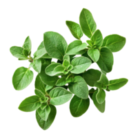 Fresh oregano close up transparent background png