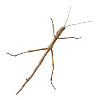 A stick insect with long legs and long legs png