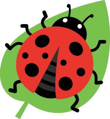 Ladybug on green leaf simple illustration in flat style for nature and insect themes