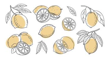 Lemon fruit outline set. Collection of lemon sketches with yellow spots. Hand drawn illustration. vector