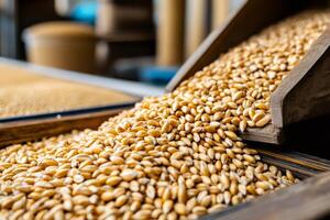 Fresh wheat grains pouring into a wooden container, processing harvested crops photo