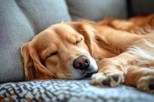 Golden retriever dog sleeping peacefully on comfortable sofa photo