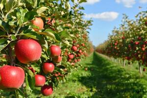 Red apples hanging from tree branches in an orchard photo