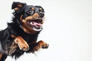 Happy dog running and jumping in studio with white background photo