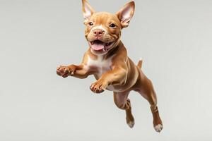 Playful puppy jumping with enthusiasm on gray background photo