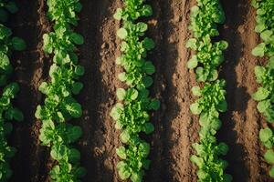 Rows of green lettuce growing in fertile soil in field photo