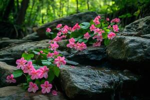 Pink impatiens growing on rocks by a stream in the forest photo