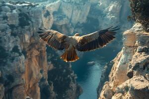 Griffon vulture flying over rocky coastline with open wings photo