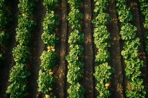 Rows of potato plants growing in a farm field photo