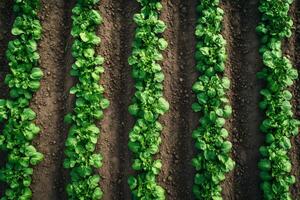 Regular rows of green lettuce growing in brown fertile soil photo