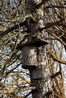 birdhouse in the form of a log, tied to a pine tree trunk photo
