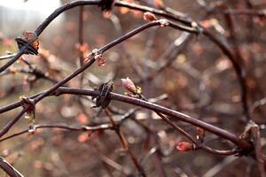 Unusually shaped branches with swollen buds on a honeysuckle bush photo
