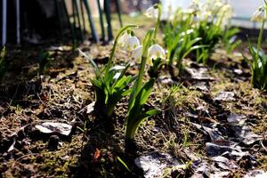 gravetye giant leucojum in partial shade with a web on a sunny spring day photo