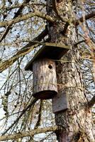 Homemade birdhouse in the form of a log with a hole tied to a pine tree trunk photo