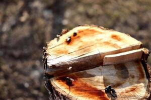 Tree cut, stump on cut apple tree in garden with flies on surface photo