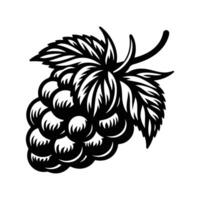Botanical Raspberry Plant Illustration vector