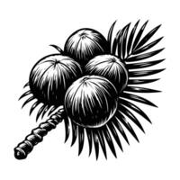Edible Coconut Palm Nut Silhouette vector