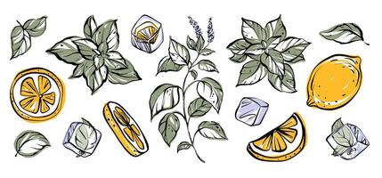 Refreshing summer clipart set with mint leaves citrus slices and ice cubes vector