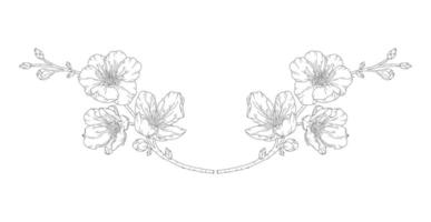 Beautiful vignette of apricot blossoms in a graceful thin line. Japanese sakura blooming flowers frame, outline. Hand drawn sketch of cherry, plum, or peach blossom branch vector