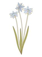 Bouquet of three blue snowdrop flowers with leaves. Bunch of blooming spring wild plants. Botanical hand drawn elements for design projects, illustration vector
