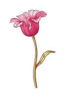 Tulip, magenta color, blooming flower with leaf isolated on white background. Beautiful spring decor for Easter, Mother Day, Canadian Tulip Festival. Drawing element for design vector