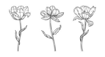 Tulips set, three elements in line art style. Flowers with leaves, black sketches. Beautiful spring drawn decor. Vintage illustration vector
