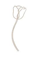 Tulip in brown outline. Beautiful sketch flower, spring decor. Drawing element of minimal style for Easter, Mother Day, Canadian Tulip Festival, illustration vector