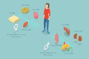 3D Isometric Flat Illustration of Resting Metabolic Rate , Calories Consumption for Everyday Performances vector