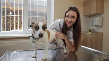 Compassionate female veterinarian prepares to check up a calm dog video