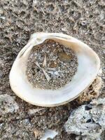 Shell with sand and shells on the beach photo