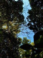 A view of the sky through the canopy of trees photo