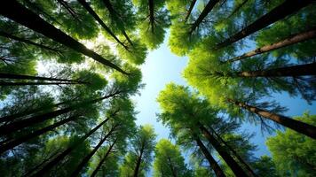 Looking up Through Forest Canopy with Sky in the Background photo